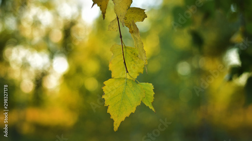 Birch leaves in golden sunlight
