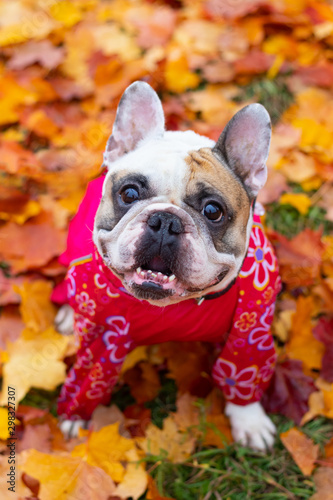 French bulldog in autumn leaves. Smile dog. Dog in overalls for a walk in the park. © alenka2194