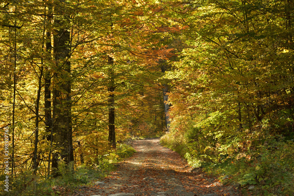Rural path in deep forest, autumn landscape