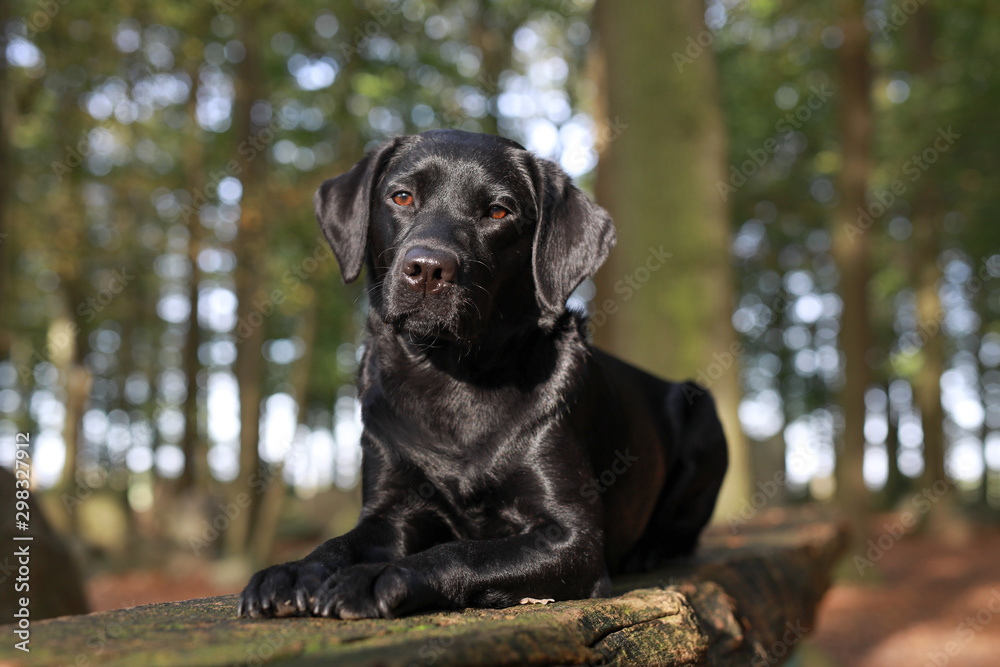 Schwarzer Labrador in einem herbstlichen Wald