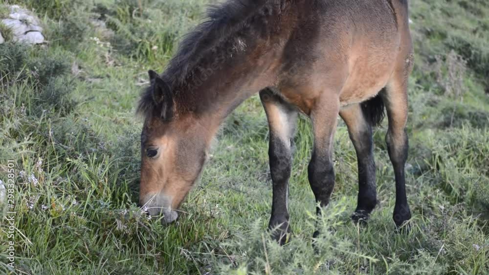 A young stallion grazing the fields of Cantabria, Spain A young stallion grazing the fields of Cantabria, Spain