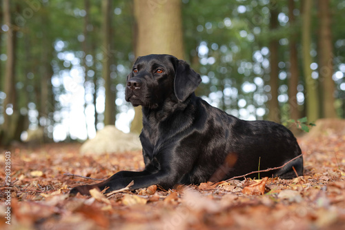 Schwarzer Labrador in einem herbstlichen Wald photo