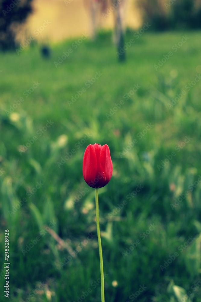 Obraz premium a beautiful tulip flower