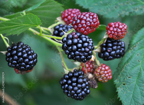 Fotografia On the branch ripen the berries bramble (Rubus fruticosus)