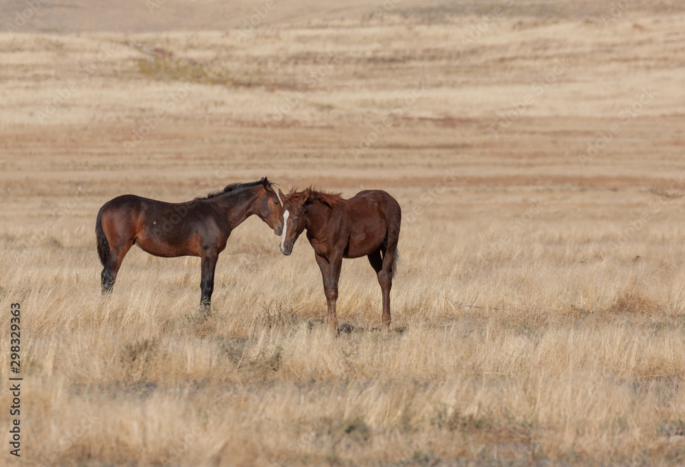 Wild Horses in Autumn in the Utah Desert