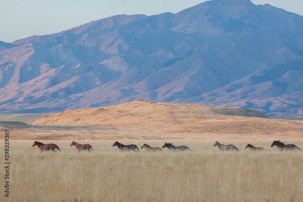 Wild Horses in Autumn in the Utah Desert Wild Horses in Autumn in the Utah Desert