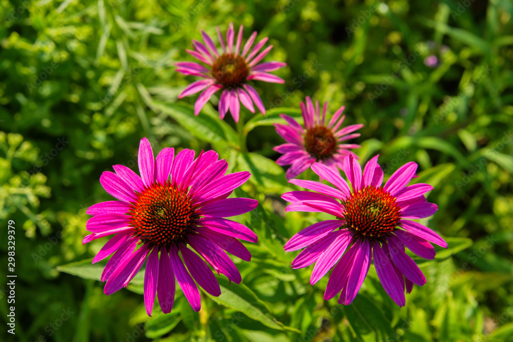 Flowers of Purples Echinacea in the Park. Echinacea flower against soft bokeh background. Soft selective focus. Echinacea close up. Flowers of Purples Echinacea in the Park. Echinacea flower against soft bokeh background. Soft selective focus. Echinacea close up.
