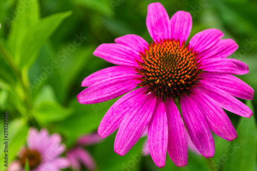 Flowers of Purples Echinacea in the Park. Echinacea flower against soft bokeh background. Soft selective focus. Echinacea close up.