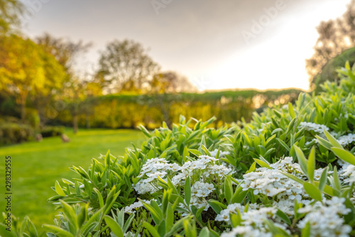 Shallow focus, summertime view of a delicate, white flower shrub and blossom seen in a large and well maintained private garden. The background shows a pair of out of focus domestic chickens grazing.