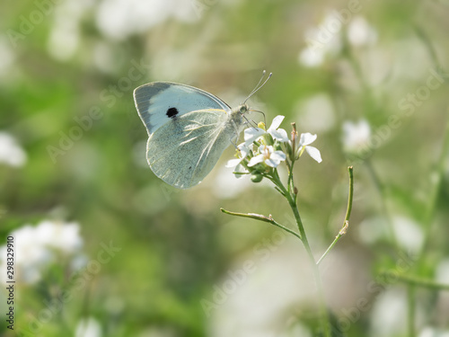 Mariposa blanquita de la col, pieris rapae en las flores