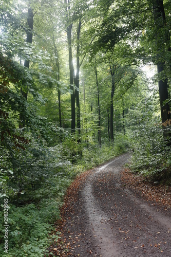 Waldweg bei Sonnenschein und spätsommerlichen Tag