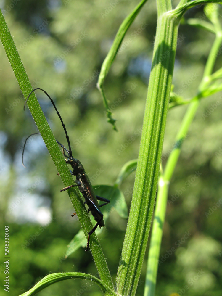 Fototapeta premium Insect