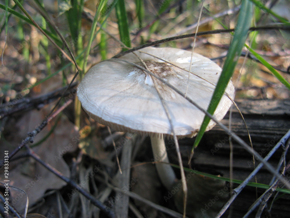 Mushroom Mushroom