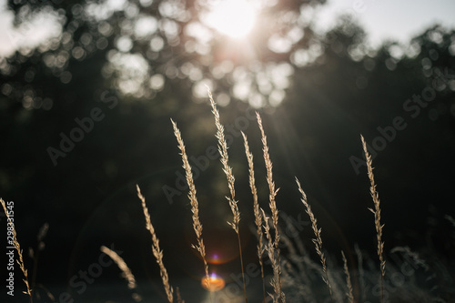 ears of corn in backlight  end of summer day