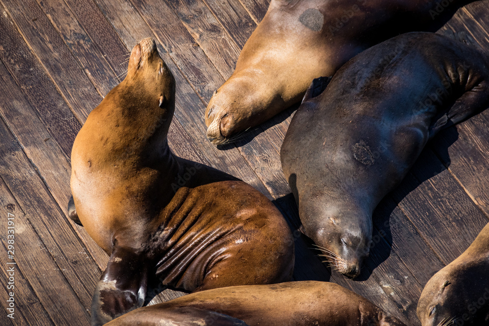 Sea Lion at Pier 39, San Francisco Sea Lion at Pier 39, San Francisco