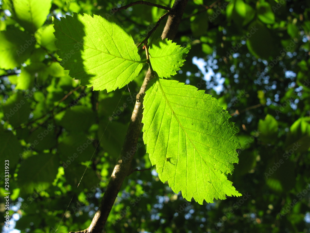 Leaves in beams of light Leaves in beams of light