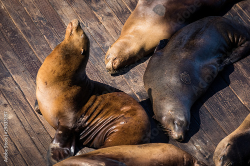 Sea Lion at Pier 39  San Francisco