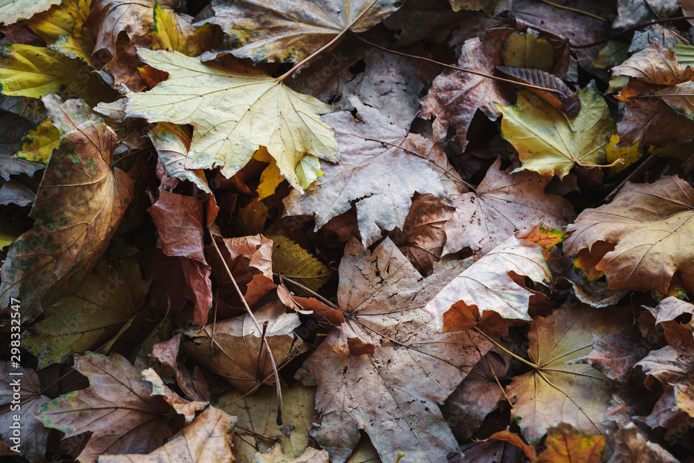 yellow maple leaves on the ground yellow maple leaves on the ground
