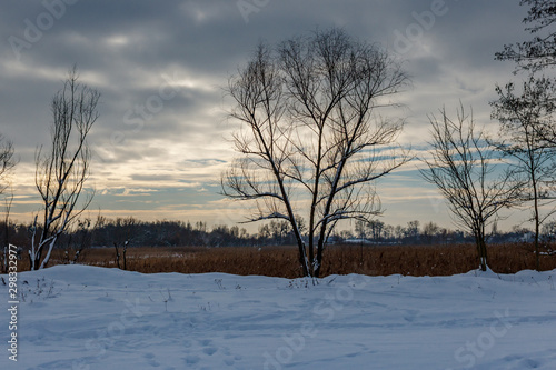 Rural winter landscape. Snow covered trees on the edge of the farm field against grey sky with dramatic clouds at winter day