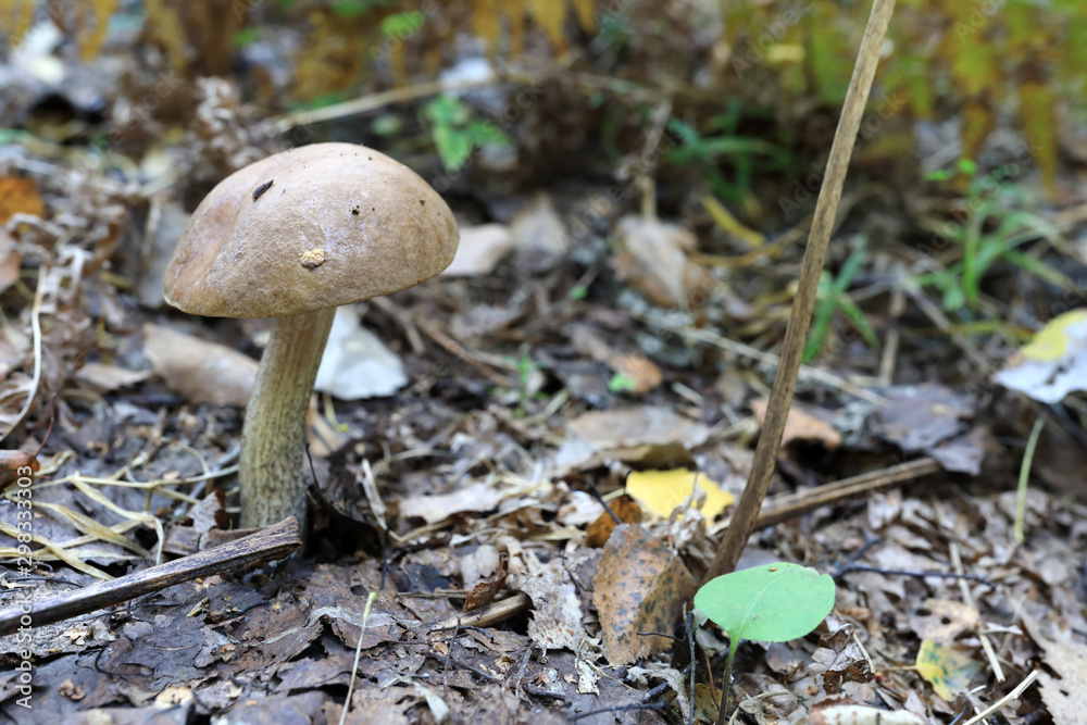 View of boletus mushroom View of boletus mushroom