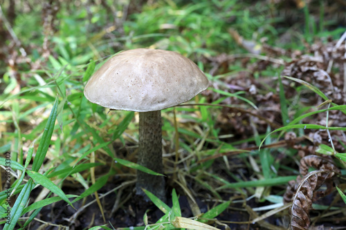 View of bolete mushroom