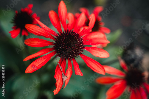 Rote Blüte