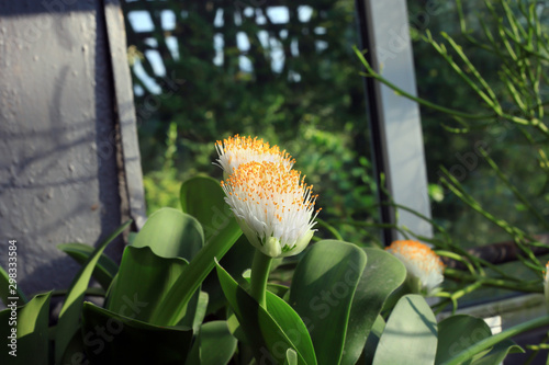 Haemanthus albiflos flowering plant. Paintbrush white flower photo