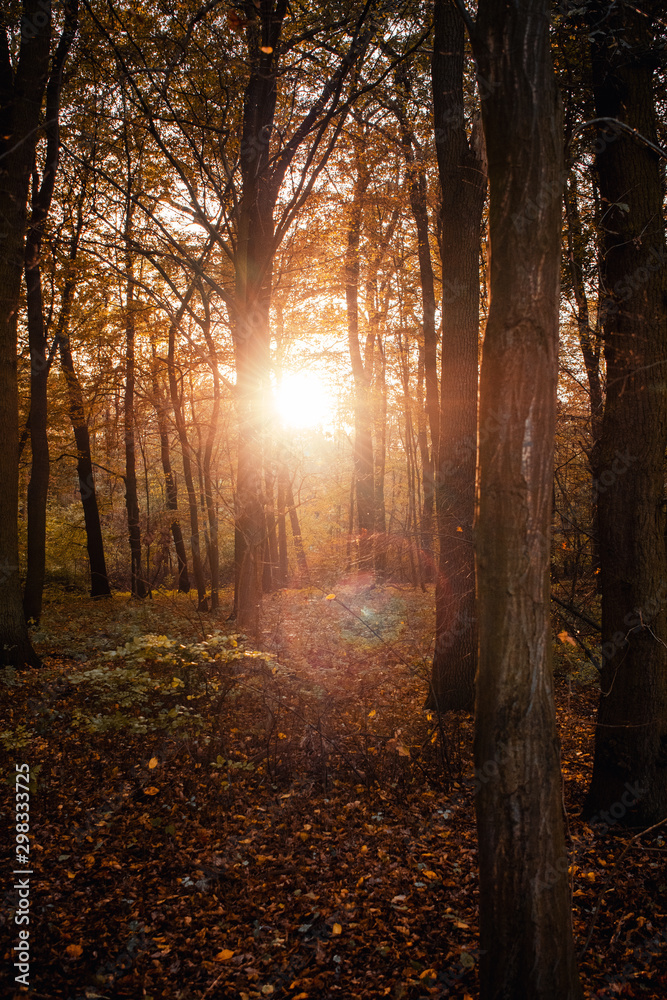 Peaceful evening sunlight in a empty beech tree forest with autumn leaves and sunset glow. National Park Harz, Germany