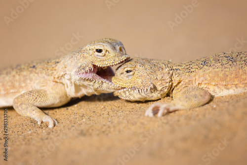 Photos The Close up of secret toadhead agamas