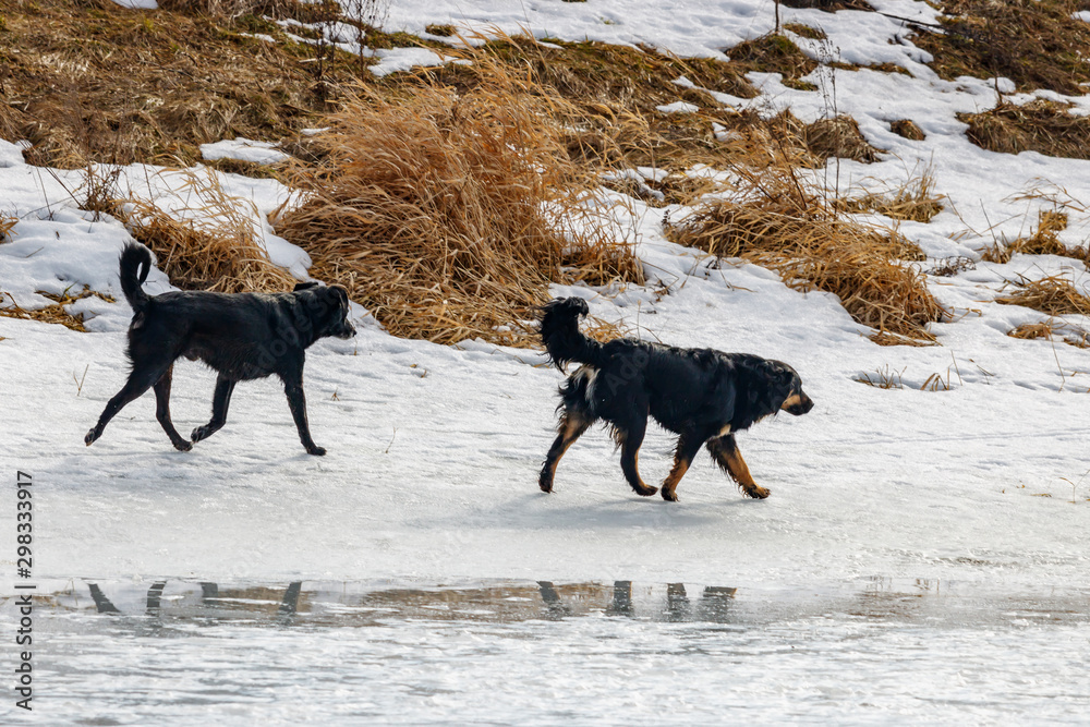 Two black stray dogs running along a snowy riverbank in sunny winter day Two black stray dogs running along a snowy riverbank in sunny winter day