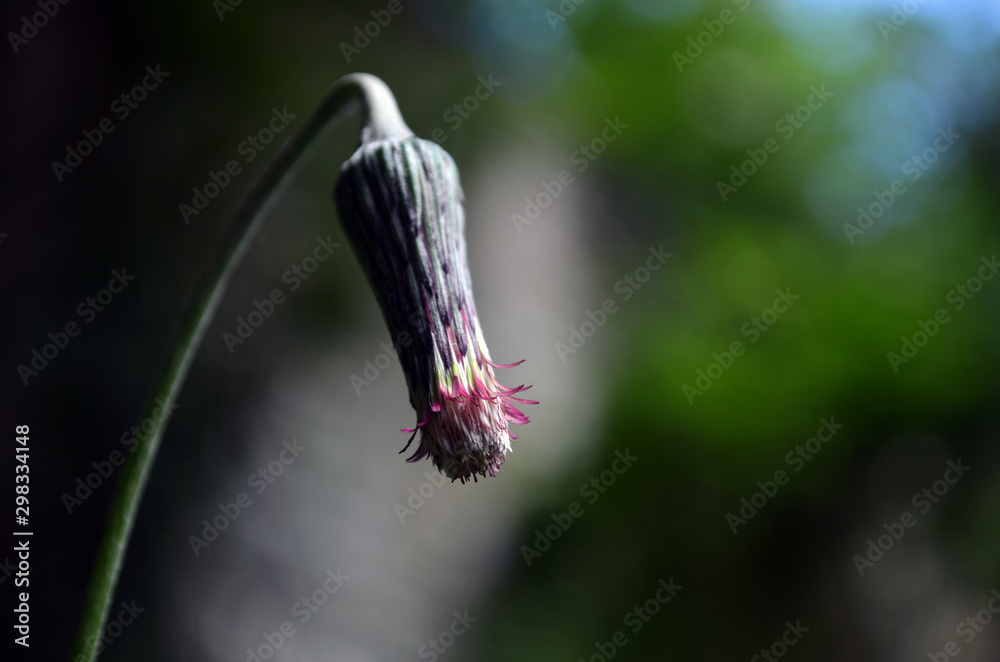 Flor silvestre abriéndose Flor silvestre abriéndose