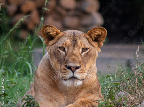 Fototapeta Naklejka Na Ścianę i Meble -  portrait of a lioness in jungle 