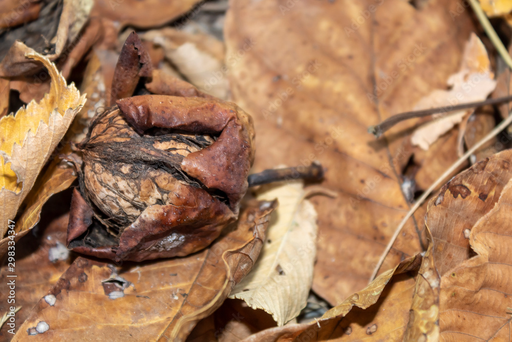 Single Walnut Laying on The Ground Covered by Dry Brownish Autumn Leaves Single Walnut Laying on The Ground Covered by Dry Brownish Autumn Leaves
