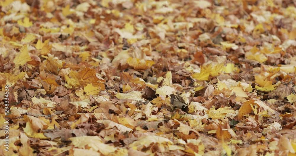 Maple autumn leaves lying Maple autumn leaves lying