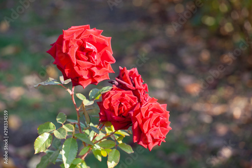 Red roses in green leaves. Blooming roses in garden.