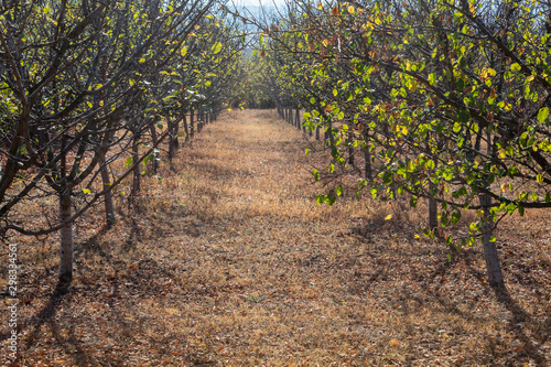 Typical Serbian Plum Orchard in Autumn