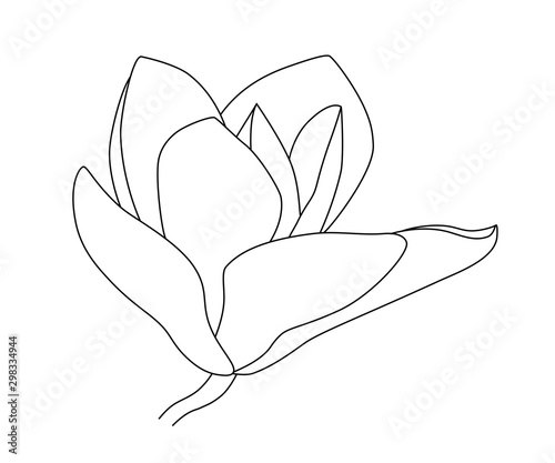 Vector drawing of blooming magnolia, contour realistic image of a spring flower. Vector EPS 10