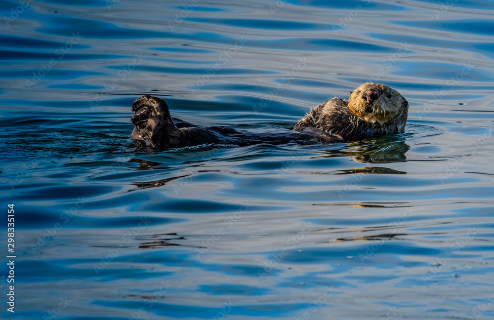 Sea Otter floating on its back in the cold Alaska waters of the Inside Passage Sea Otter floating on its back in the cold Alaska waters of the Inside Passage