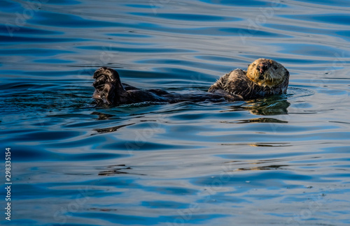 Sea Otter floating on its back in the cold Alaska waters of the Inside Passage © CurtisCPhotos