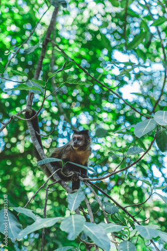 Singe en forêt, habitat naturel