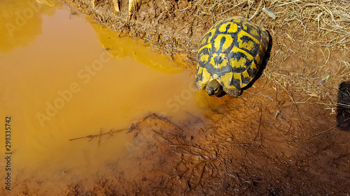 little turtle photo