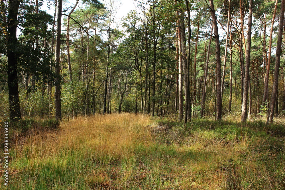 schöner Waldweg in Nordrhein-Westfalen schöner Waldweg in Nordrhein-Westfalen