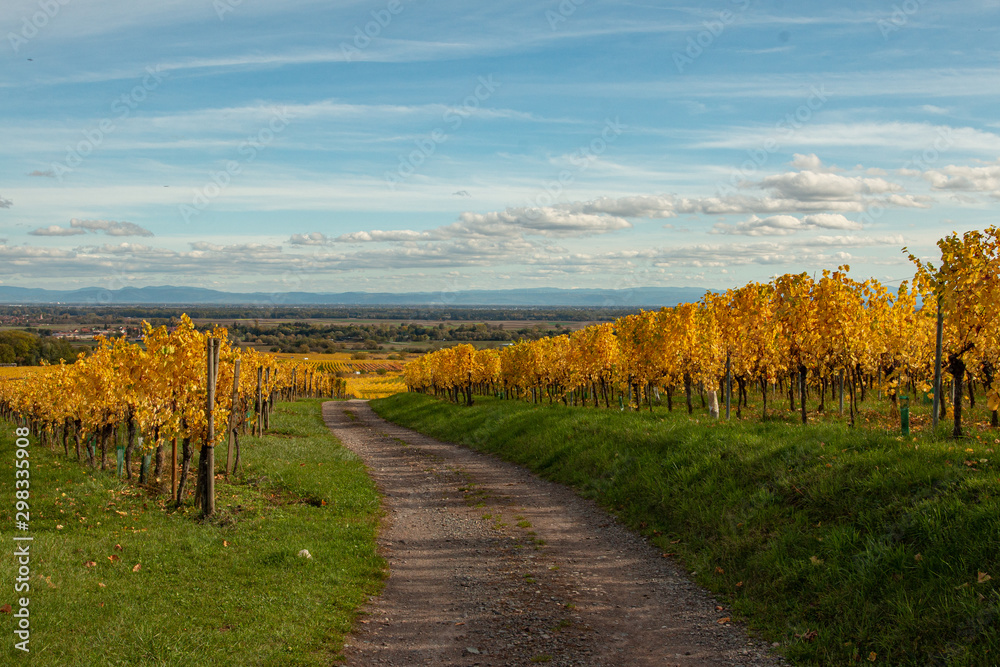 Naklejka premium Vignoble