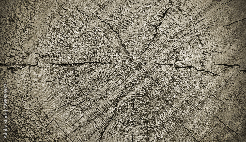 Natural wooden texture with rings and cracks pattern