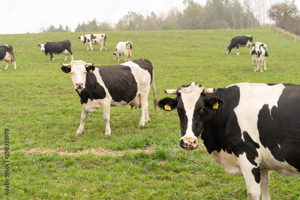 cows grazing in the meadow