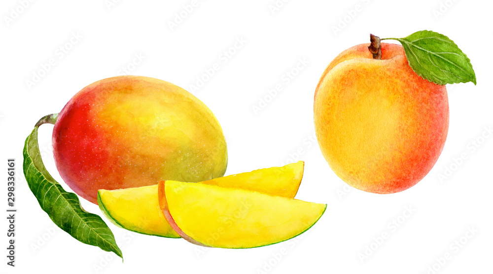 Apricot mango set composition watercolor isolated on white background Apricot mango set composition watercolor isolated on white background