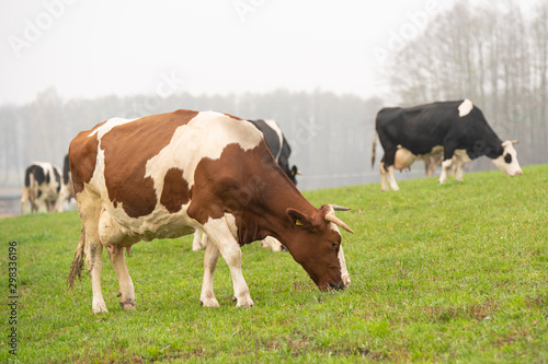 cows grazing in the meadow