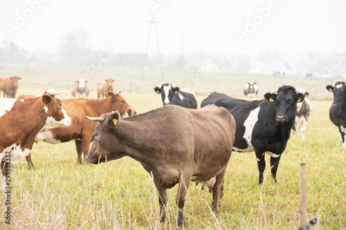 cows grazing in the meadow