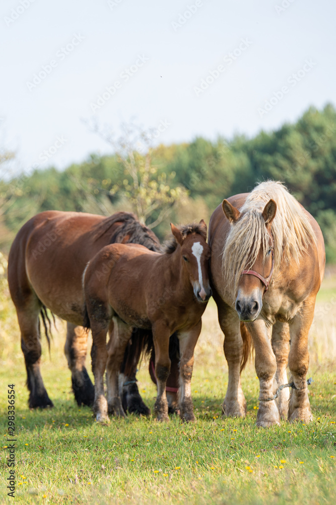 Fototapeta premium horses in the meadow