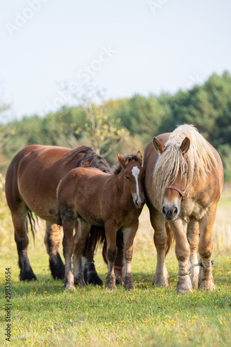 horses in the meadow